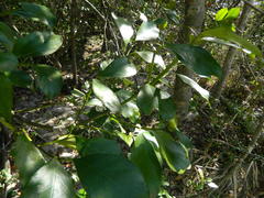 Tricalysia sonderiana