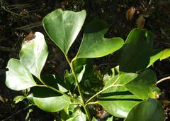 Tricalysia sonderiana