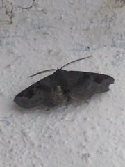 Triommatodes madrina