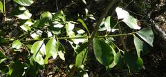 Tricalysia sonderiana