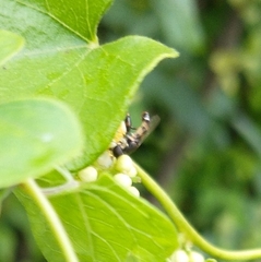 Syritta pipiens