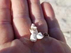 Balanus amphitrite saltonensis