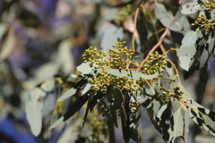 Eucalyptus camaldulensis arida