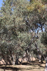 Eucalyptus camaldulensis arida