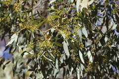 Eucalyptus camaldulensis arida