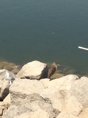 Nycticorax nycticorax