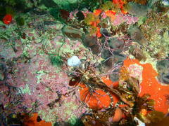 Pentacta doliolum