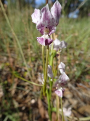 Diuris dendrobioides