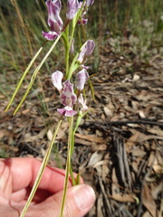 Diuris dendrobioides