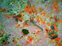 Pentacta doliolum