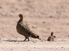 Pterocles bicinctus multicolor