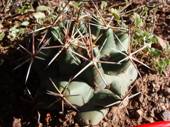 Coryphantha robustispina