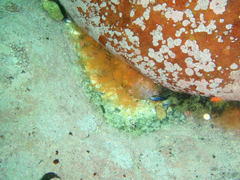 Thyone aurea