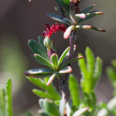 Cliffortia marginata