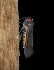 Acraephia perspicillata