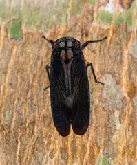 Acraephia perspicillata