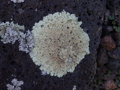 Flavoparmelia haysomii