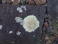 Flavoparmelia haysomii