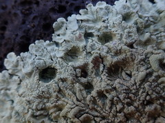 Flavoparmelia haysomii