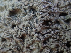 Flavoparmelia haysomii