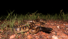 Aspidites melanocephalus