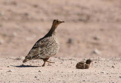 Pterocles bicinctus multicolor