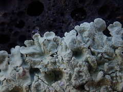 Flavoparmelia haysomii