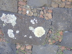 Flavoparmelia haysomii