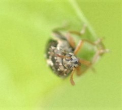 Bruchus luteicornis