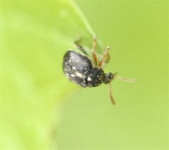 Bruchus luteicornis
