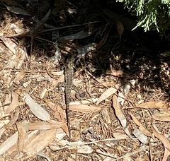 Sceloporus occidentalis
