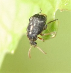 Bruchus luteicornis