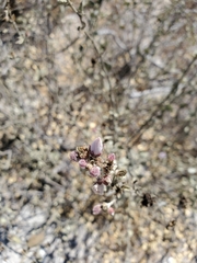 Malacothamnus gracilis