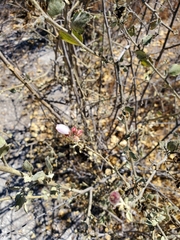 Malacothamnus gracilis