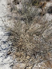 Malacothamnus gracilis