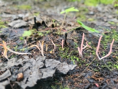 Clavaria rosea