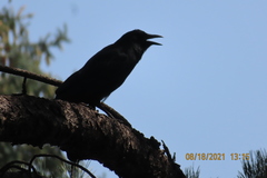 Corvus brachyrhynchos