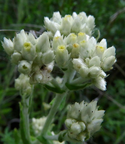 iNaturalist observation photo of rabbit-tobaccos