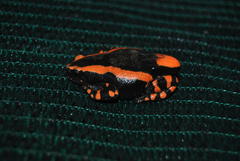 Phrynomantis bifasciatus