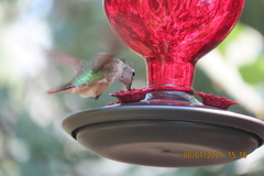 Selasphorus platycercus