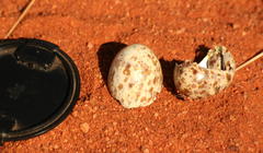 Pterocles bicinctus multicolor