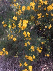 Pultenaea flexilis