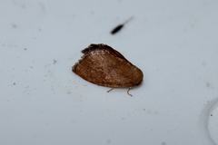 Heterogenea shurtleffi