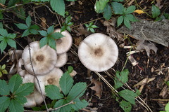 Agaricus kriegeri