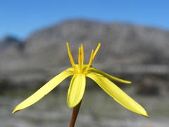 Pauridia curculigoides
