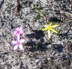 Pauridia curculigoides