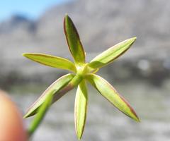 Pauridia curculigoides
