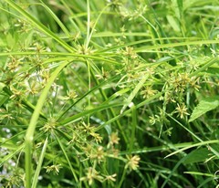 Cyperus ochraceus