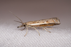 Ptochostola microphaeellus