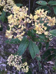 Pomaderris elliptica